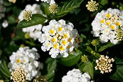 Heartland White Lantana (Lantana 'Heartland White') at Lakeshore Garden Centres
