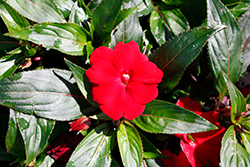 Clockwork Red New Guinea Impatiens (Impatiens hawkeri 'Balcloed111') at Lakeshore Garden Centres