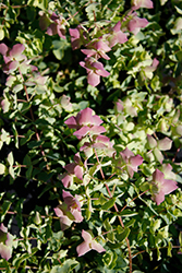 Bellissimo Oregano (Origanum 'Bellissimo') at Lakeshore Garden Centres