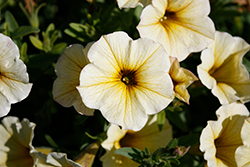 SuperCal Light Yellow Petchoa (Petchoa 'SuperCal Light Yellow') at Lakeshore Garden Centres