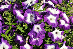 Crazytunia Purple Storm Petunia (Petunia 'Wespecrapust') at Lakeshore Garden Centres