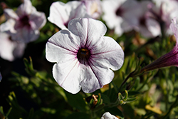 Durabloom Silver Petunia (Petunia 'Durabloom Silver') at Lakeshore Garden Centres