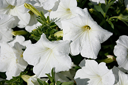 Main Stage White 22 Petunia (Petunia 'KLEPH19362') at Lakeshore Garden Centres