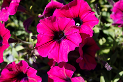 Surfinia Heavenly Cabernet Petunia (Petunia 'Surfinia Heavenly Cabernet') at Lakeshore Garden Centres