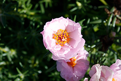 Sundial Light Pink Portulaca (Portulaca grandiflora 'Sundial Light Pink') at Lakeshore Garden Centres