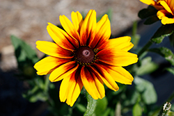 Dakota Red Shield Coneflower (Rudbeckia hirta 'Dakota Red Shield') at Lakeshore Garden Centres