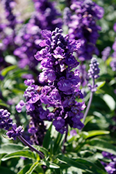 Farina Violet Salvia (Salvia farinacea 'Farina Violet') at Lakeshore Garden Centres
