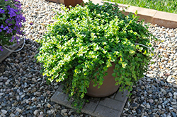 Indian Mint (Satureja douglasii 'Indian Mint') at Lakeshore Garden Centres