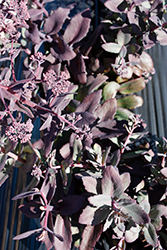 Mojave Jewels Diamond Stonecrop (Sedum 'Diamond') at Lakeshore Garden Centres