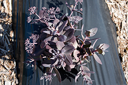 Mojave Jewels Ruby Stonecrop (Sedum 'Ruby') at Lakeshore Garden Centres