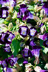 Vertigo Deep Blue Torenia (Torenia fournieri 'Vertigo Deep Blue') at Lakeshore Garden Centres
