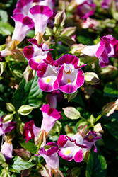 Vertigo Magenta Torenia (Torenia fournieri 'Vertigo Magenta') at Lakeshore Garden Centres