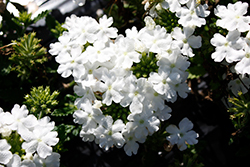 Firehouse White Verbena (Verbena 'Balfireitim') at Lakeshore Garden Centres
