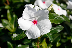 Cora XDR Polka Dot (Catharanthus roseus 'Cora XDR Polka Dot') at Lakeshore Garden Centres