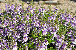 Serafina Bicolor Angelonia (Angelonia 'Serafina Bicolor') at Lakeshore Garden Centres