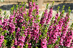 Serafina Raspberry Angelonia (Angelonia 'Serafina Raspberry') at Lakeshore Garden Centres