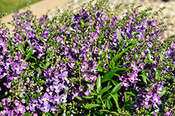 Serafina Violet Angelonia (Angelonia 'Serafina Violet') at Lakeshore Garden Centres