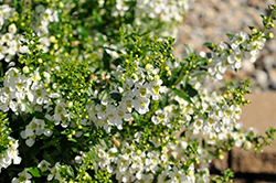 Serafina White Angelonia (Angelonia 'Serafina White') at Lakeshore Garden Centres