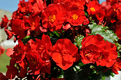Dreams Garden MacaRouge Begonia (Begonia 'Macarouge') at Lakeshore Garden Centres