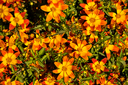 Taka Tuka Red Glow (Bidens ferulifolia 'Taka Tuka Red Glow') at Lakeshore Garden Centres