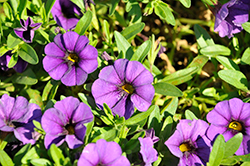 Calitastic Noble Blue Calibrachoa (Calibrachoa 'Calitastic Noble Blue') at Lakeshore Garden Centres