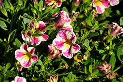 Candy Shop Candy Bag of Trix Calibrachoa (Calibrachoa 'Candy Shop Candy Bag of Trix') at Lakeshore Garden Centres