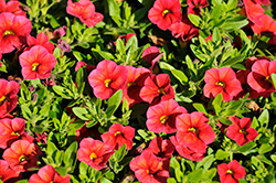 Conga Red Calibrachoa (Calibrachoa 'Balcongedi') at Lakeshore Garden Centres