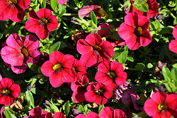 Calitastic Dark Red Calibrachoa (Calibrachoa 'Calitastic Dark Red') at Lakeshore Garden Centres