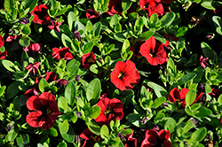 Colibri Bright Red Calibrachoa (Calibrachoa 'Colibri Bright Red') at Lakeshore Garden Centres