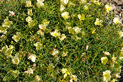 Ladybird Lemonade Texas Primrose (Calylophus 'WNCYLALEM') at Lakeshore Garden Centres
