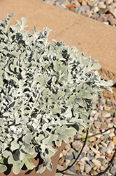 FanciFiller Chrome Fountain Centaurea (Centaurea 'Chrome Fountain') at Lakeshore Garden Centres