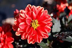 City Lights Neon Dahlia (Dahlia 'KLEDH20121') at Lakeshore Garden Centres