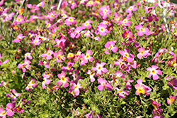 Safari Dawn South African Phlox (Jamesbrittenia 'Safari Dawn') at Lakeshore Garden Centres