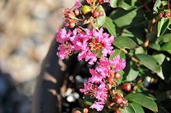 GreatMyrtle Cherry Delight Crapemyrtle (Lagerstroemia 'G19234') at Lakeshore Garden Centres