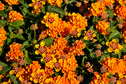 Evita Sunrise Lantana (Lantana 'Evita Sunrise') at Lakeshore Garden Centres