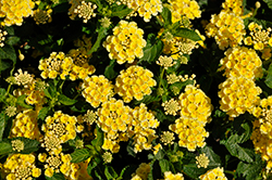 Luscious Citron Lantana (Lantana camara 'Luscious Citron') at Lakeshore Garden Centres