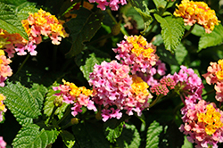 Shamrock Rose Lantana (Lantana 'Balshamose') at Lakeshore Garden Centres