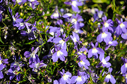 Hot&plus; Blue with Eye Lobelia (Lobelia 'Hot Plus Blue with Eye') at Lakeshore Garden Centres