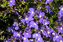 Hot&plus; Dark Blue Lobelia (Lobelia 'Hot Plus Dark Blue') at Lakeshore Garden Centres