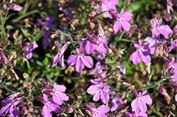 Hot&plus; Electric Purple Lobelia (Lobelia 'Hot Plus Electric Purple') at Lakeshore Garden Centres
