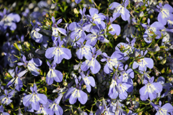 Hot&plus; Pretty Heaven Lobelia (Lobelia 'Hot Plus Pretty Heaven') at Lakeshore Garden Centres
