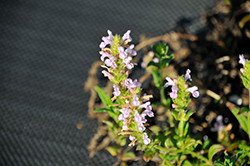 Pink Cat Catmint (Nepeta nervosa 'Pink Cat') at Lakeshore Garden Centres