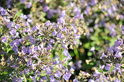Sylvester Blue Catmint (Nepeta 'Sylvester Blue') at Lakeshore Garden Centres