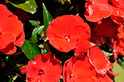 Paradise Red New Guinea Impatiens (Impatiens 'Paradise Red') at Lakeshore Garden Centres