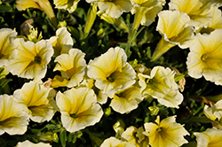 CannonBall Yellow Petunia (Petunia 'Balcannell') at Lakeshore Garden Centres