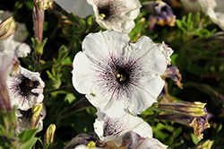 Crazytunia Black and White Petunia (Petunia 'Crazytunia Black and White') at Lakeshore Garden Centres