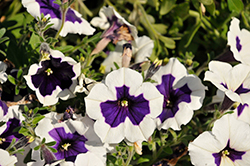 Crazytunia Blue Picotee Petunia (Petunia 'Crazytunia Blue Picotee') at Lakeshore Garden Centres