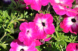 Crazytunia Magenta Storm Petunia (Petunia 'Crazytunia Magenta Storm') at Lakeshore Garden Centres