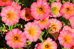 Crazytunia Mayan Sunset Petunia (Petunia 'Crazytunia Mayan Sunset') at Lakeshore Garden Centres