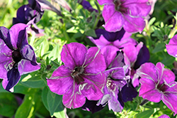 Crazytunia Nightwatch Petunia (Petunia 'Crazytunia Nightwatch') at Lakeshore Garden Centres
